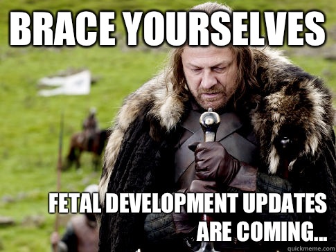 Brace yourselves Fetal development updates are coming...  Eddard Stark