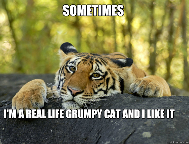 sometimes I'm a real life grumpy cat and I like it  Confession Tiger