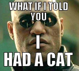 Matrix Morpheus - WHAT IF I TOLD YOU I HAD A CAT Matrix Morpheus