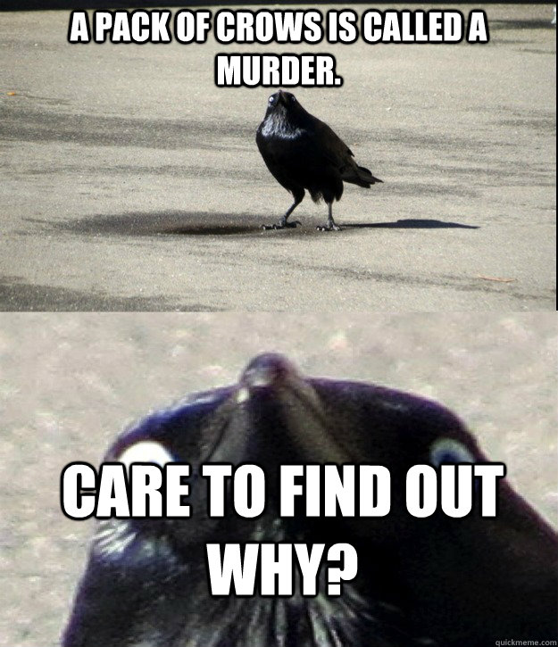 A pack of crows is called a Murder. Care to find out why? - A pack of crows is called a Murder. Care to find out why?  Misc