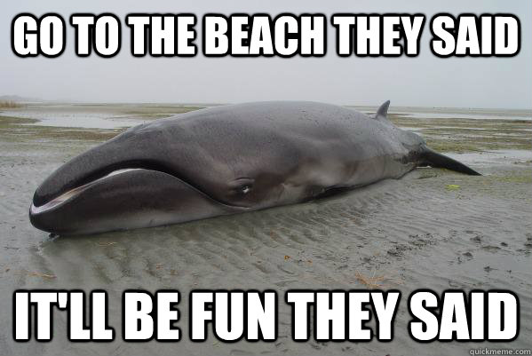 Go to the beach they said it'll be fun they said - Go to the beach they said it'll be fun they said  disgruntled whale