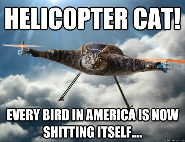 Helicopter Cat! Every bird in America is now shitting itself....  