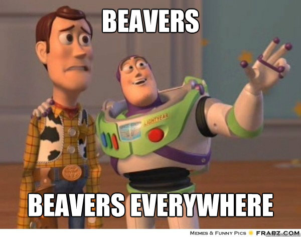 Beavers Beavers everywhere  Buzzlightyear