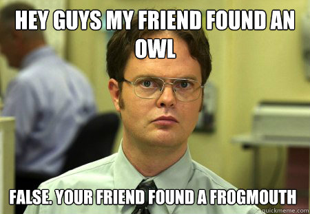 Hey guys my friend found an owl False. Your friend found a frogmouth  Dwight