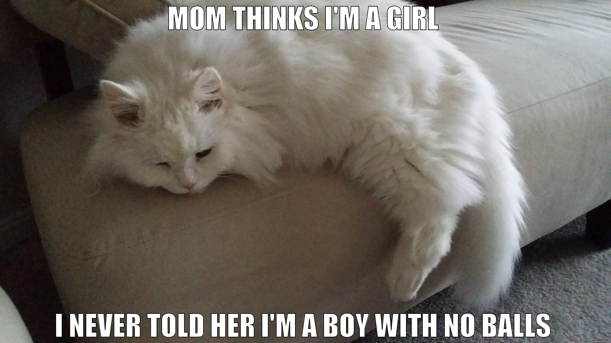 Depressed Cat - MOM THINKS I'M A GIRL I NEVER TOLD HER I'M A BOY WITH NO BALLS Misc