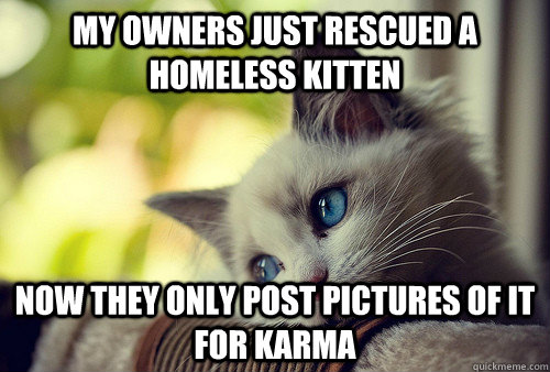 My owners just rescued a homeless kitten  Now they only post pictures of it for karma  First World Problems Cat