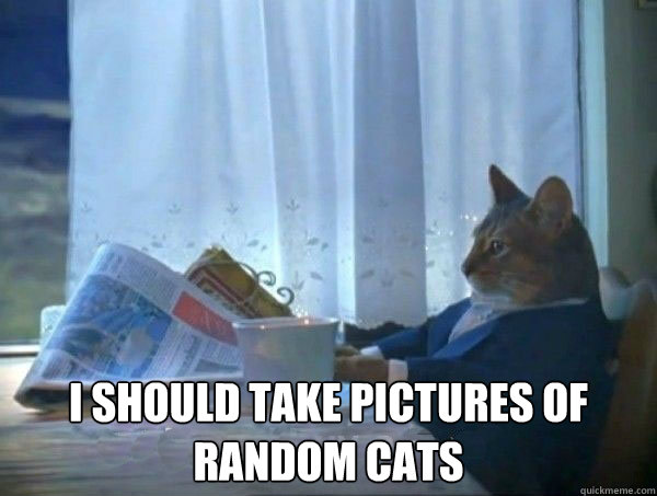  I should take pictures of random cats  morning realization newspaper cat meme