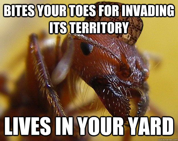 Bites your toes for invading its territory LIVES IN YOUR YARD - Bites your toes for invading its territory LIVES IN YOUR YARD  Misc