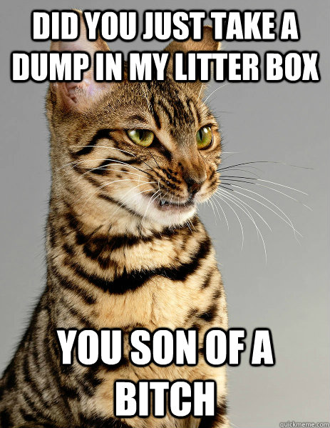 did you just take a dump in my litter box you son of a bitch  