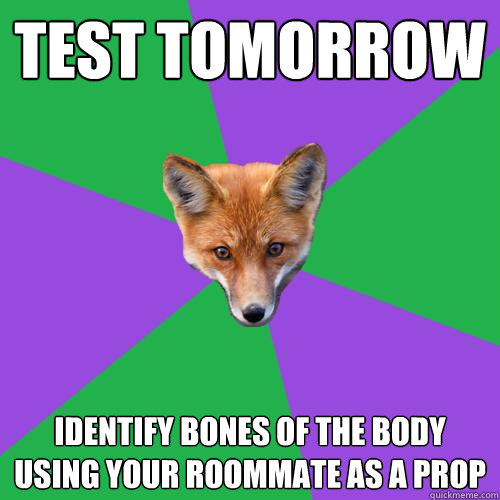 test tomorrow identify bones of the body using your roommate as a prop - test tomorrow identify bones of the body using your roommate as a prop  Anthropology Major Fox