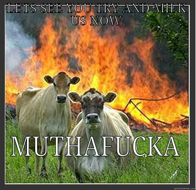 badass cows - LETS SEE YOU TRY AND MILK US NOW MUTHAFUCKA Evil cows