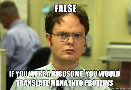 False if you were a ribosome, you would translate mrna into proteins - False if you were a ribosome, you would translate mrna into proteins  Dwight