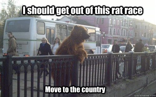 I should get out of this rat race Move to the country - I should get out of this rat race Move to the country  City bear