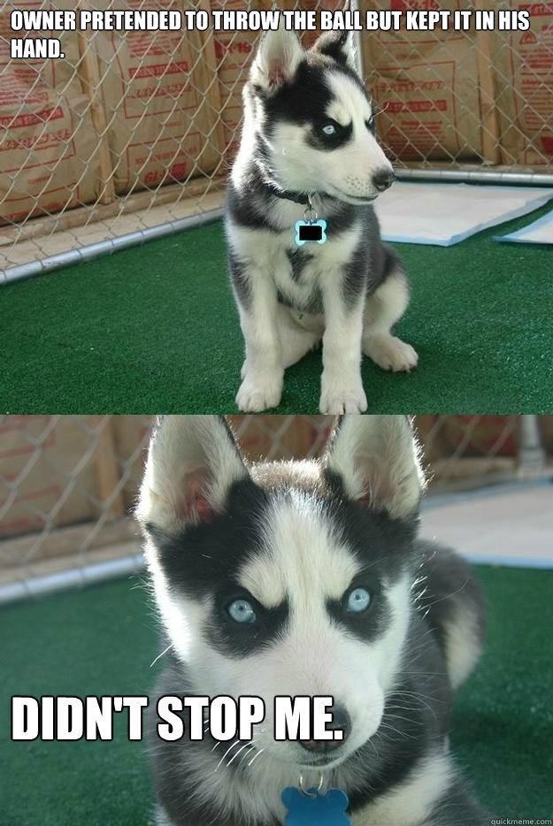 Owner pretended to throw the ball but kept it in his hand. Didn't stop me.  Insanity puppy