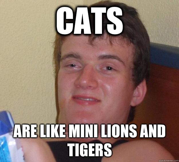 Cats Are like mini lions and tigers  10 Guy