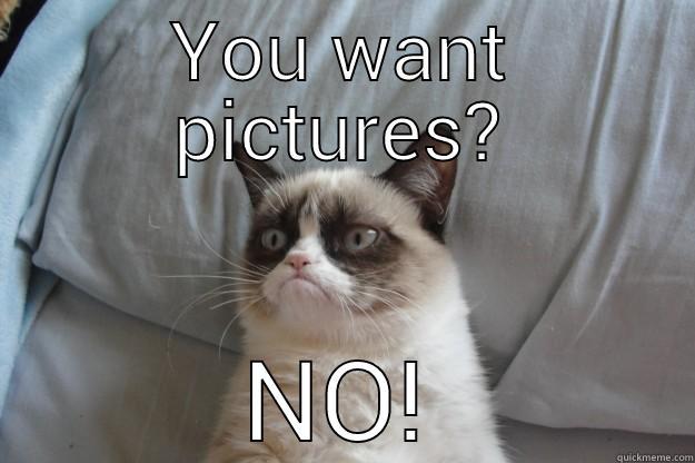 YOU WANT PICTURES? NO! Grumpy Cat