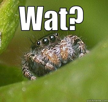 WAT?  Misunderstood Spider