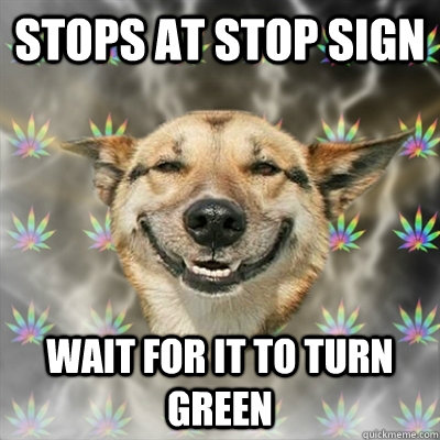 stops at stop sign wait for it to turn green  Stoner Dog