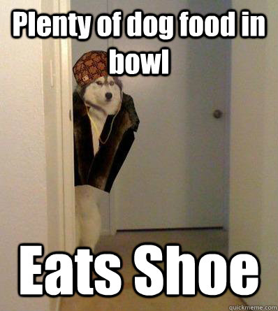 Plenty of dog food in bowl Eats Shoe  Scumbag dog