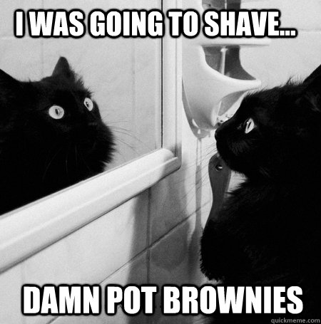 I was going to shave... Damn pot brownies - I was going to shave... Damn pot brownies  Stoned Mirror Cat