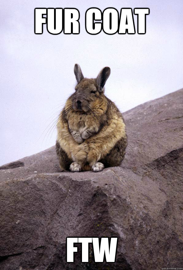 FUR COAT FTW  Wise Wondering Viscacha