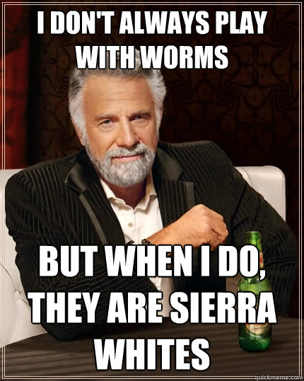 I don't always play with worms but when I do, they are Sierra whites  The Most Interesting Man In The World