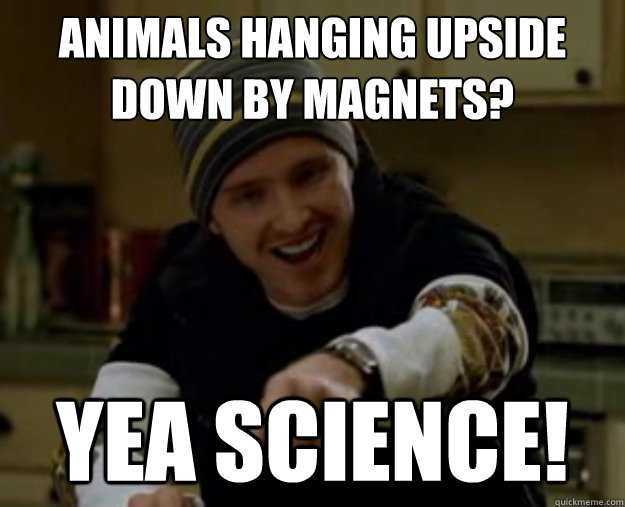 animals hanging upside down by magnets? yea science! - animals hanging upside down by magnets? yea science!  Misc