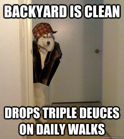 BACKYARD IS CLEAN DROPS TRIPLE DEUCES ON DAILY WALKS  Scumbag dog