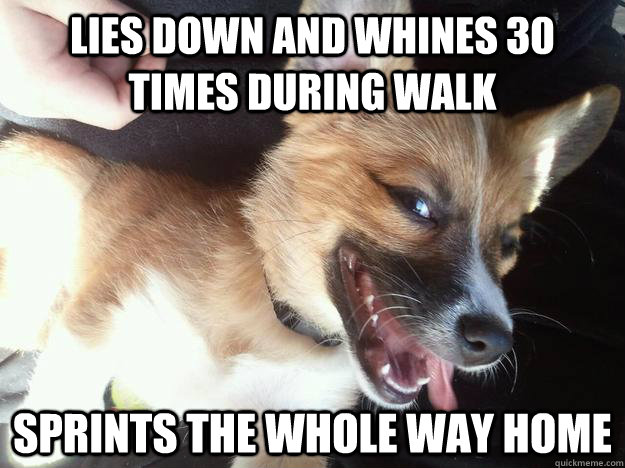 lies down and whines 30 times during walk sprints the whole way home  