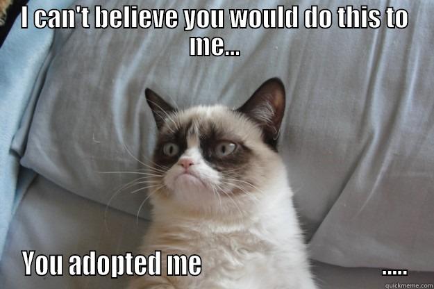 I CAN'T BELIEVE YOU WOULD DO THIS TO ME... YOU ADOPTED ME                                     ..... Grumpy Cat