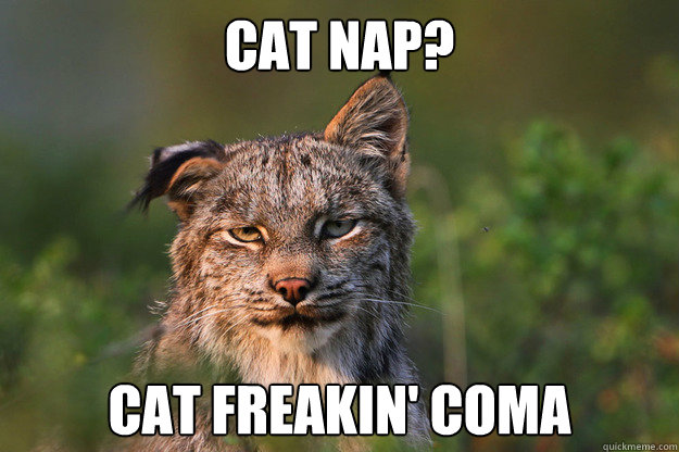 cat nap? cat freakin' coma - cat nap? cat freakin' coma  hung over cat