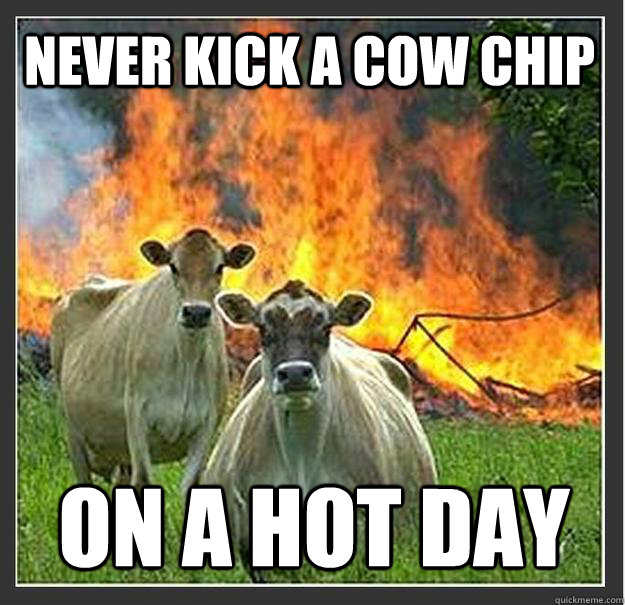 Never kick a cow chip on a hot day  Evil cows