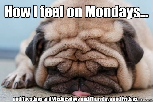 How I feel on Mondays... and Tuesdays and Wednesdays and Thursdays and Fridays...  dead pug