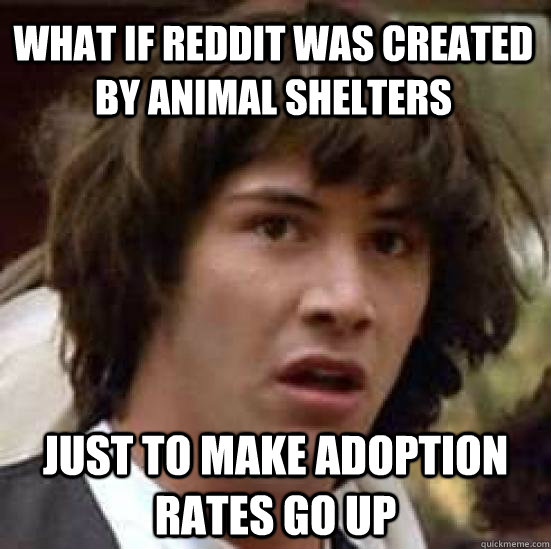 What if reddit was created by animal shelters just to make adoption rates go up - What if reddit was created by animal shelters just to make adoption rates go up  conspiracy keanu