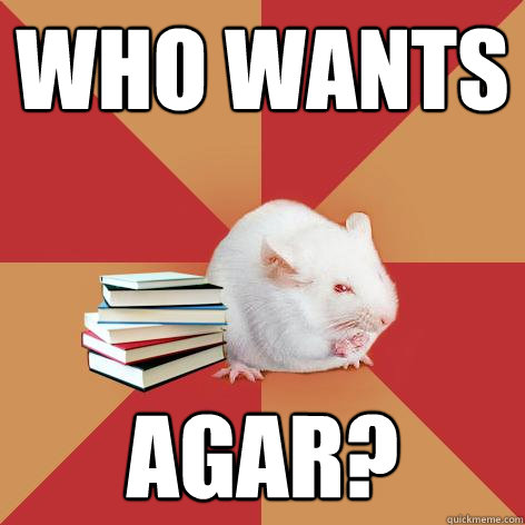 who wants agar? - who wants agar?  Science Major Mouse