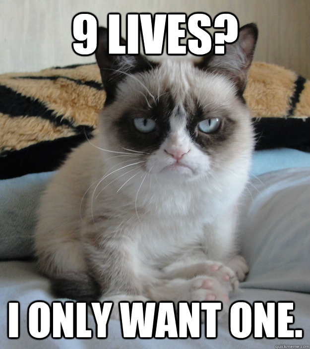 9 lives? I only want one.  grumpy cat anniversary