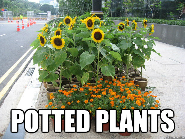   Potted plants -   Potted plants  Misc