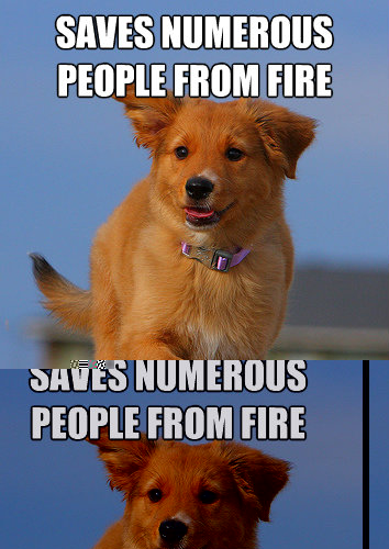 SAVES NUMEROUS PEOPLE FROM FIRE USING ONE PAW  Ridiculously Photogenic Puppy