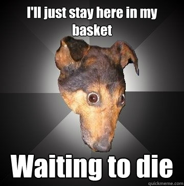 I'll just stay here in my basket Waiting to die  Depression Dog