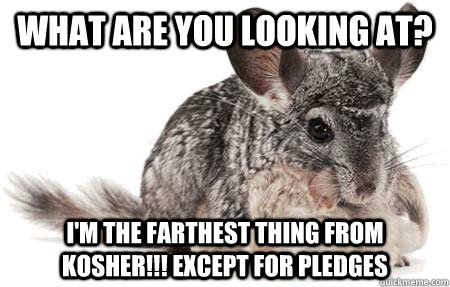 what are you looking at? I'm the farthest thing from kosher!!! except for pledges  - what are you looking at? I'm the farthest thing from kosher!!! except for pledges   Chinchilla