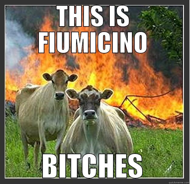 fiumicino's cows - THIS IS FIUMICINO BITCHES Evil cows