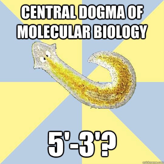 Central dogma of molecular biology 5'-3'?  Bio Major Planarian