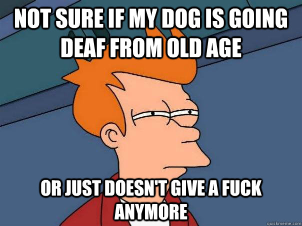 Not sure if my dog is going deaf from old age Or just doesn't give a fuck anymore  Futurama Fry