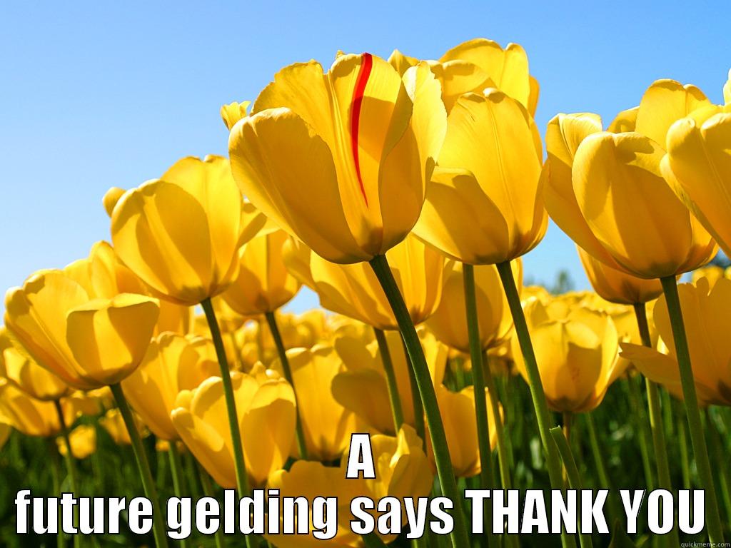  A FUTURE GELDING SAYS THANK YOU Misc