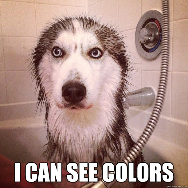  I can see colors -  I can see colors  Woah, Dude Dog