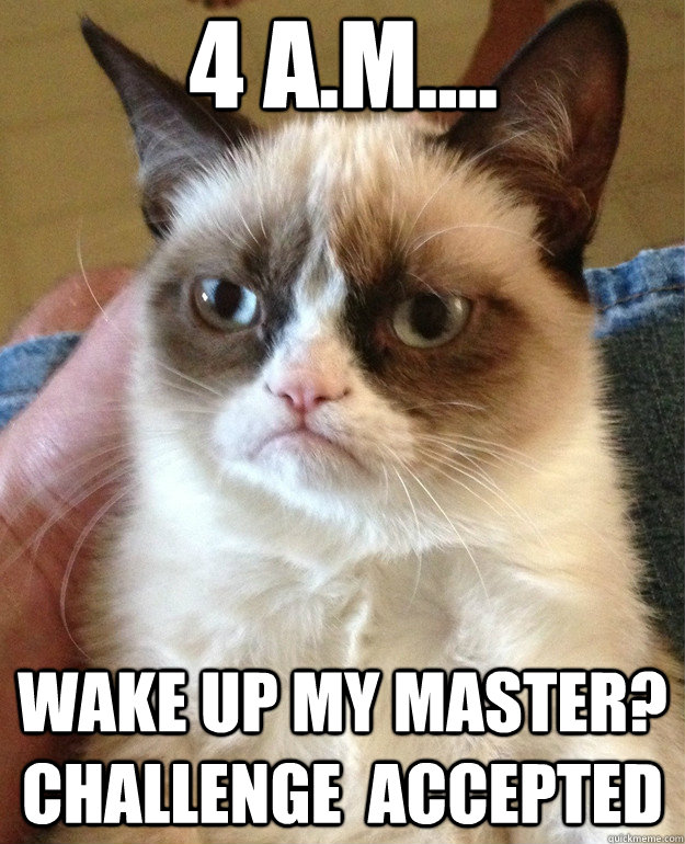 4 A.M.... Wake up my master? Challenge  accepted  Grumpy Cat