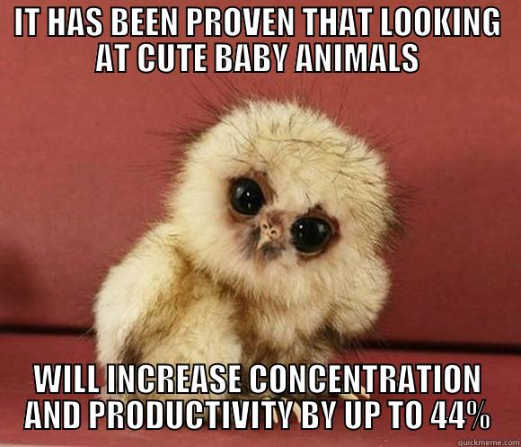 IT HAS BEEN PROVEN THAT LOOKING AT CUTE BABY ANIMALS WILL INCREASE CONCENTRATION AND PRODUCTIVITY BY UP TO 44% Misc