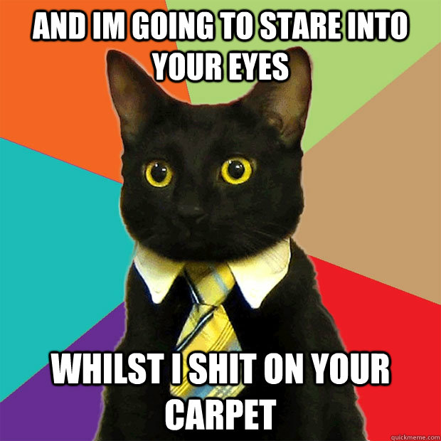 and im going to stare into your eyes whilst i shit on your carpet  Business Cat