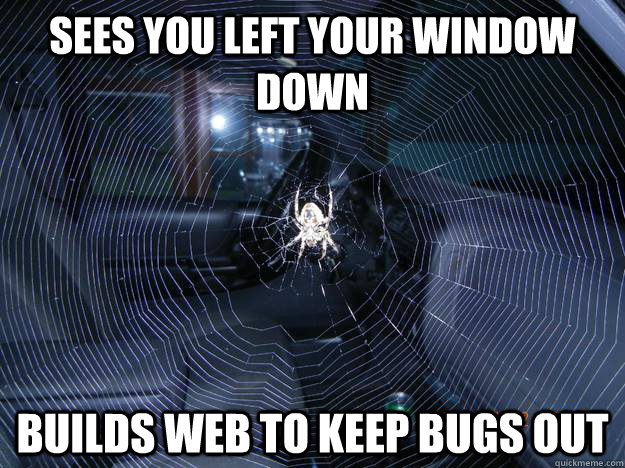 sees you left your window down builds web to keep bugs out  