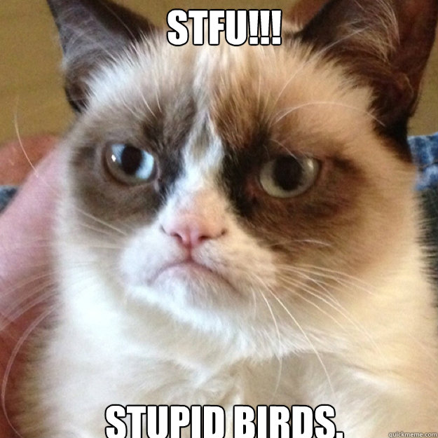 stfu!!! stupid birds. - stfu!!! stupid birds.  Misc